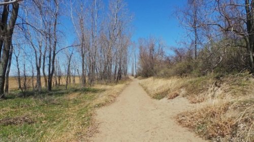 A sandy path winds through a landscape of bare trees and tall grass under a clear blue sky.