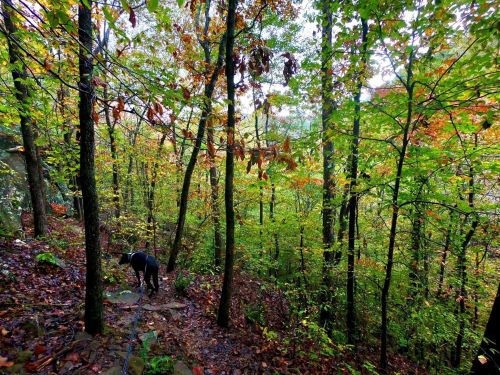 A dog walks along a rocky path in a vibrant, leafy forest during autumn.