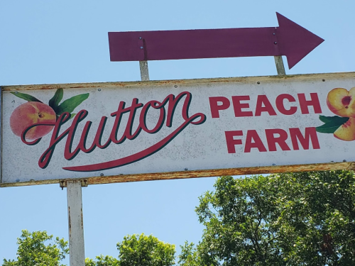 Sign for Hutton Peach Farm with an arrow pointing right, featuring peach illustrations and a clear blue sky.