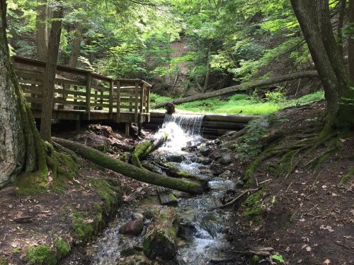 A serene forest scene featuring a small waterfall, a wooden bridge, and lush greenery surrounding a flowing stream.