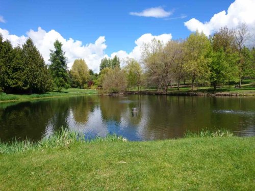 A serene pond surrounded by lush greenery and trees under a bright blue sky with fluffy white clouds.