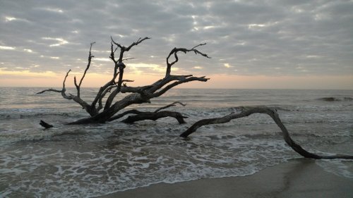 A weathered tree trunk stretches across a beach, partially submerged in gentle waves under a cloudy sky at sunset.