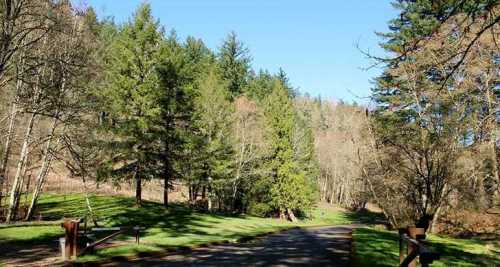 A serene forest path lined with tall trees under a clear blue sky.
