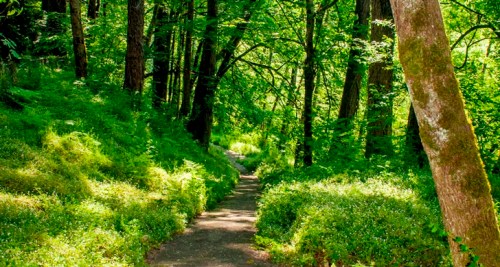 A serene forest path surrounded by lush greenery and tall trees, inviting exploration and tranquility.