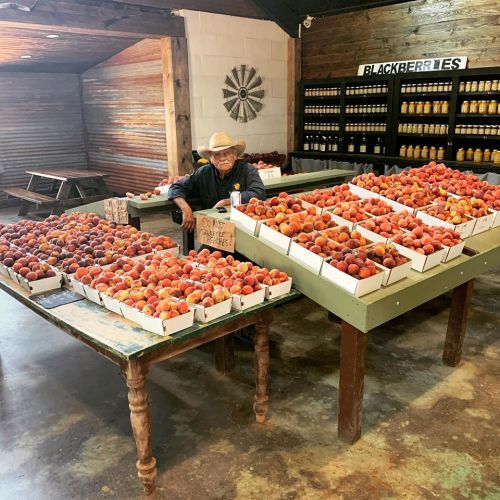An elderly man in a straw hat sits among tables filled with boxes of peaches and blackberries in a rustic market.