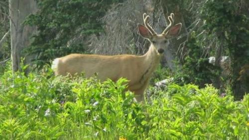 A young deer with antlers stands among lush green foliage in a forested area.