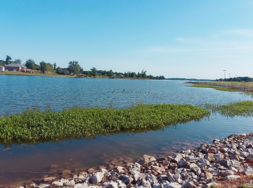 A serene lake scene with green vegetation and ducks swimming in the water under a clear blue sky.