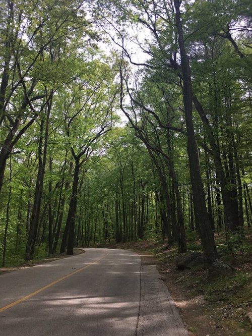 A winding road surrounded by tall, lush green trees under a bright sky.
