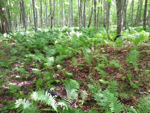 Lush green ferns cover the forest floor, surrounded by tall trees in a sunlit woodland setting.