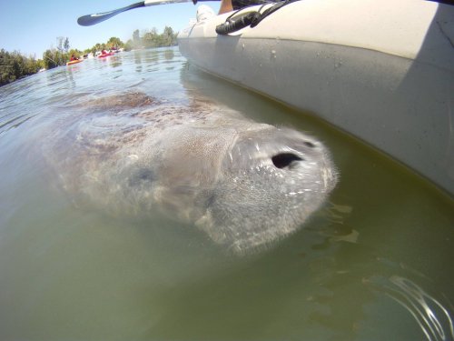 A close-up of a manatee's snout emerging from the water near a kayak, with trees in the background.