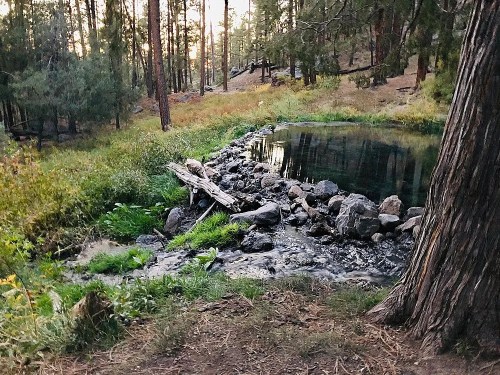 A serene forest scene featuring a small pond surrounded by rocks and lush greenery, with trees in the background.