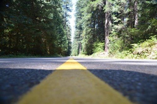 A low-angle view of a deserted road lined with tall trees on either side, featuring a yellow center line.