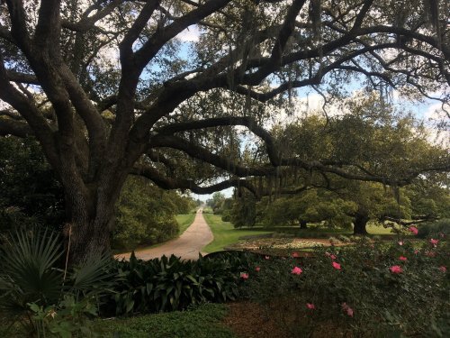 A scenic view of a tree-lined path, framed by large trees and colorful flowers under a blue sky.