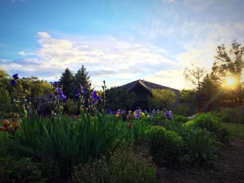 A vibrant garden with blooming irises and lush greenery, set against a sunset sky and a cozy building in the background.