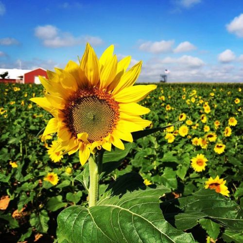 A vibrant sunflower stands tall in a field filled with sunflowers under a blue sky with fluffy clouds.