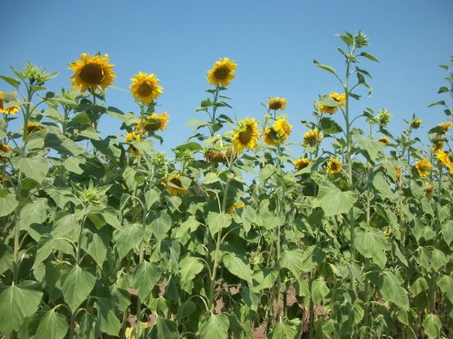 A field of tall sunflowers with bright yellow blooms against a clear blue sky.