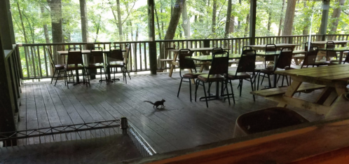 A small black cat walks across a wooden floor in a rustic, empty dining area surrounded by trees.