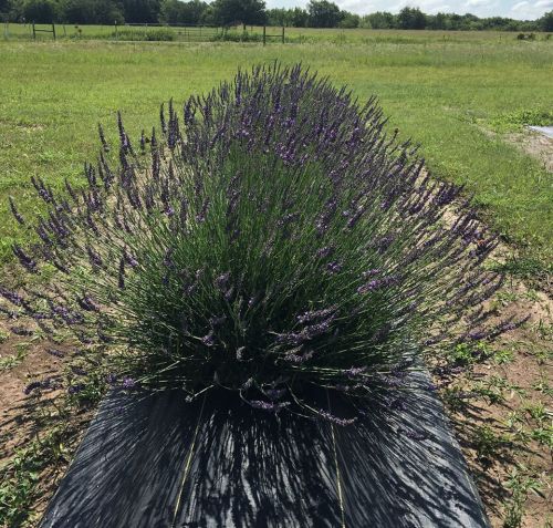 A lush lavender plant in full bloom, spreading across a grassy field under a clear blue sky.