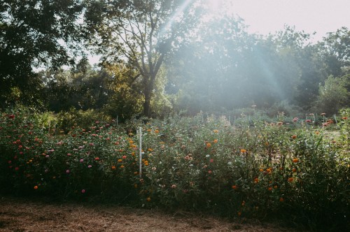 A vibrant flower garden with colorful blooms, sunlight filtering through trees in the background.