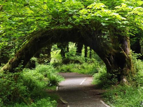 A lush green forest path with a moss-covered archway formed by trees overhead.
