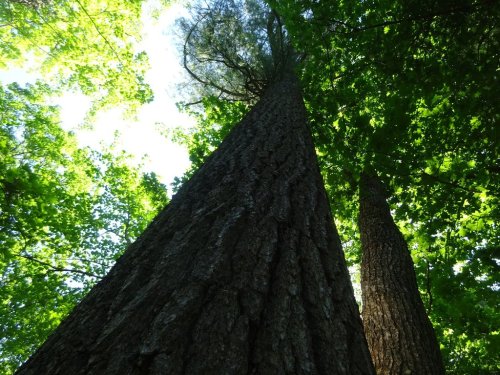 A view looking up at tall trees with green leaves against a bright sky.