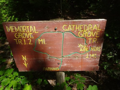 Wooden sign showing a map with directions to Memorial Grove and Cathedral Grove, indicating "You are here" and parking.