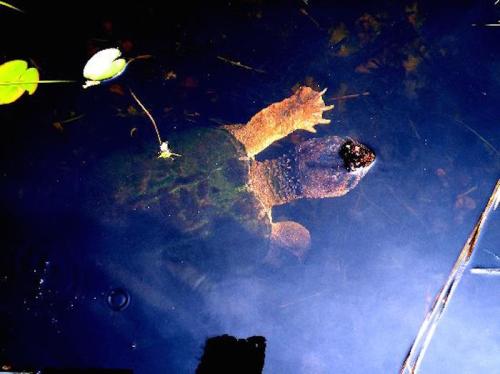 A large turtle swimming in dark water, partially submerged with a lily pad nearby.