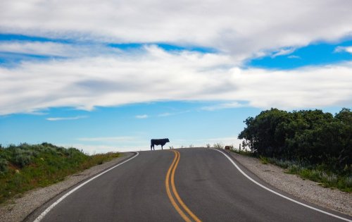 A cow stands in the middle of a winding road under a blue sky with scattered clouds.