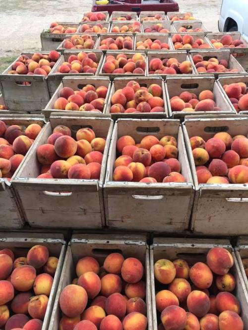 A large display of wooden crates filled with ripe peaches at an outdoor market.