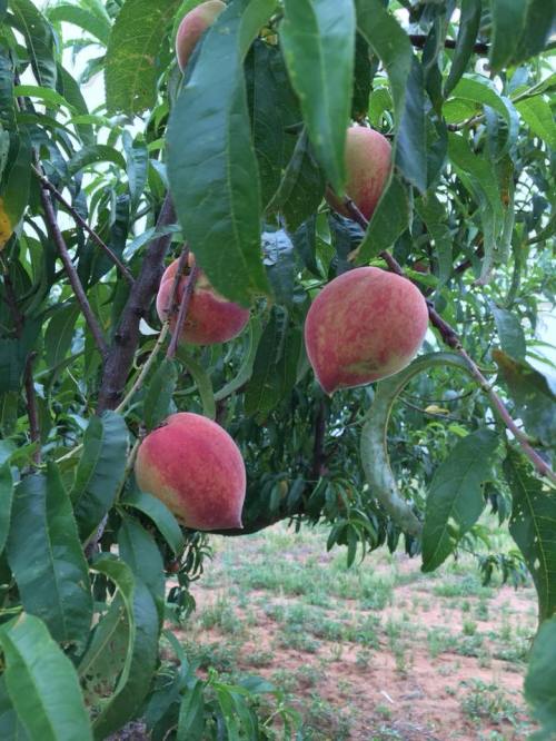 Peach tree branches laden with ripe, fuzzy peaches surrounded by green leaves.
