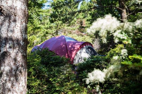 A red tent nestled among lush greenery and trees in a serene outdoor setting.
