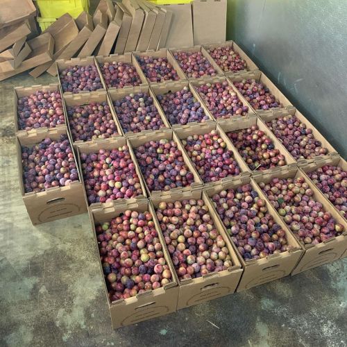 A floor covered with numerous boxes filled with purple and green plums.