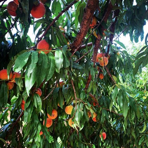 A peach tree with lush green leaves and ripe peaches hanging from the branches under bright sunlight.
