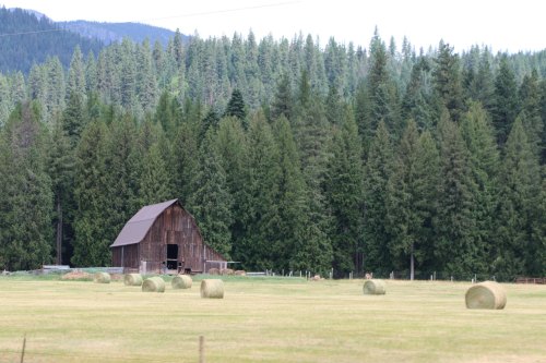 A rustic barn surrounded by tall evergreen trees and hay bales in a grassy field.