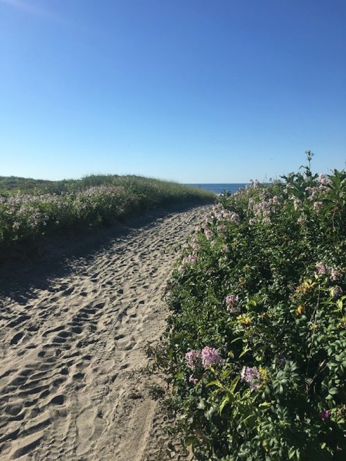 A sandy path lined with blooming flowers leads to the ocean under a clear blue sky.