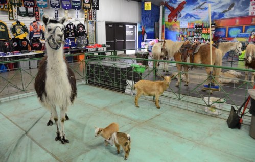 A llama stands in a pen with two baby goats, surrounded by various animals and colorful decorations in the background.