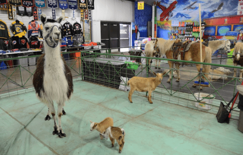 A llama stands in a pen with two baby goats, surrounded by various animals and colorful decorations in the background.