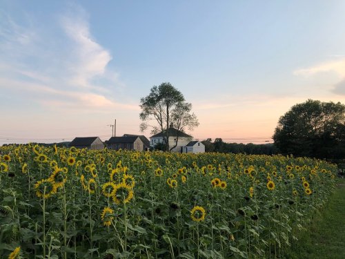 A field of sunflowers under a blue sky at sunset, with a house and tree in the background.