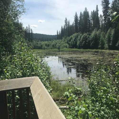 A serene view of a pond surrounded by lush greenery and tall trees under a clear blue sky.