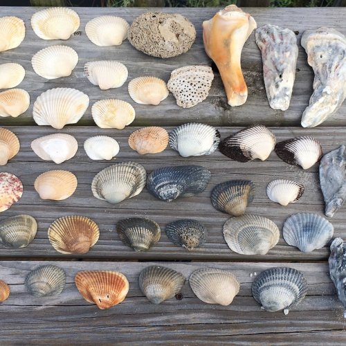 A variety of seashells displayed on a wooden surface, showcasing different shapes, sizes, and colors.