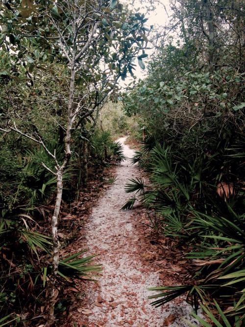 A narrow, winding path through a dense, green forest with scattered leaves and palm plants on either side.
