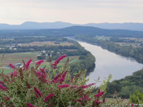 A scenic view of a river winding through green fields, with vibrant pink flowers in the foreground and mountains in the distance.