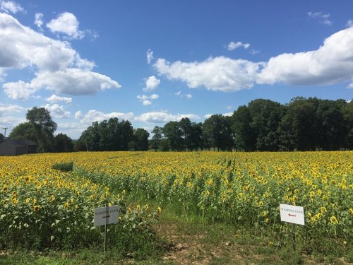 A vibrant sunflower field under a blue sky with fluffy clouds, featuring signs for a walking path.