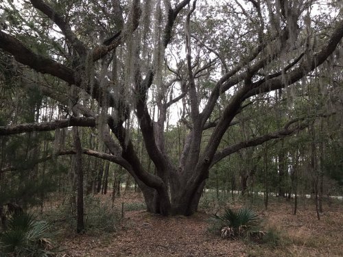 A large, sprawling tree with Spanish moss hanging from its branches, surrounded by a forested area.