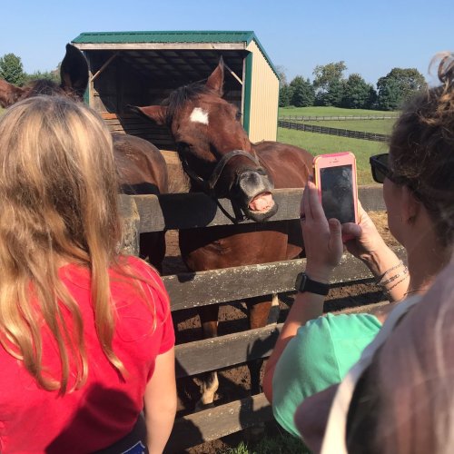A horse interacts with visitors at a farm, while one person takes a photo and others watch.