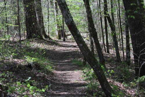 A winding dirt path through a lush green forest, surrounded by trees and dappled sunlight.