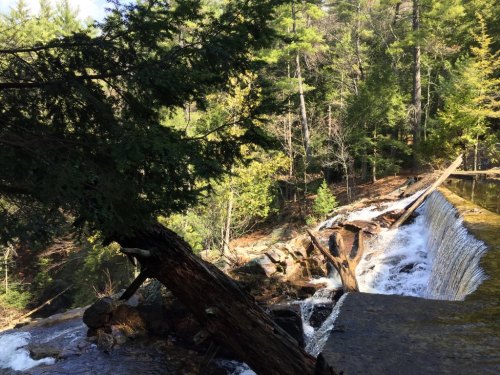 A serene waterfall cascades over a rocky ledge, surrounded by lush green trees in a peaceful forest setting.