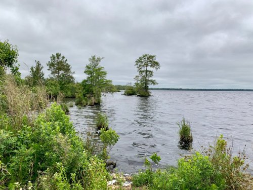 A serene lakeside view with lush greenery and trees along the water's edge under a cloudy sky.