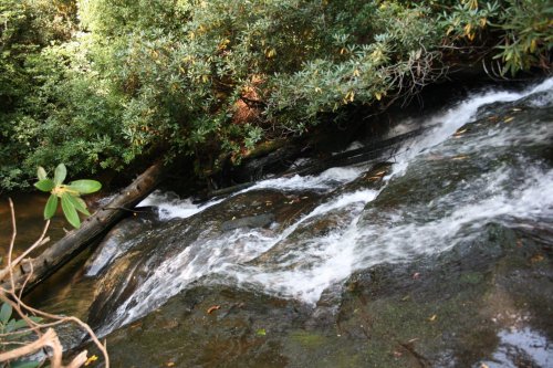 A serene stream flows over rocky terrain, surrounded by lush green foliage and trees.