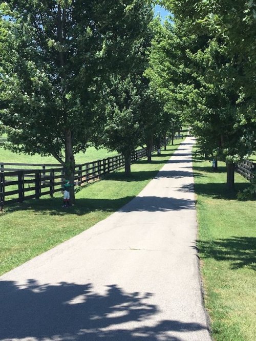 A tree-lined path with a paved walkway, shaded by tall trees and bordered by a wooden fence on a sunny day.